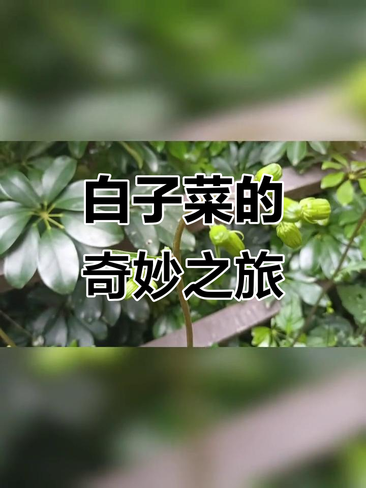 去年山中偶遇，白子菜带回家，药用食用皆有奇效