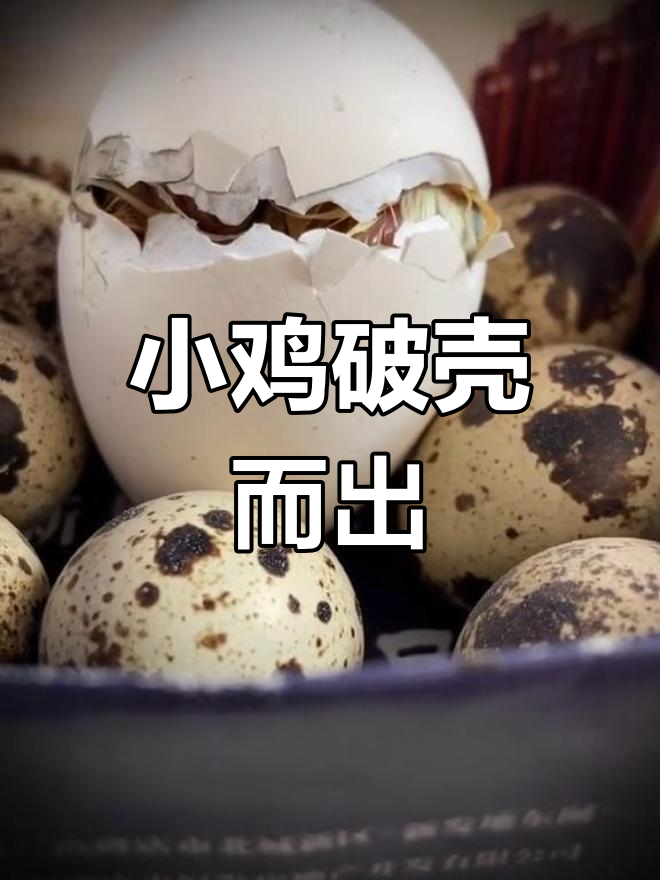 新鲜贵妃鸡出壳,萌态十足