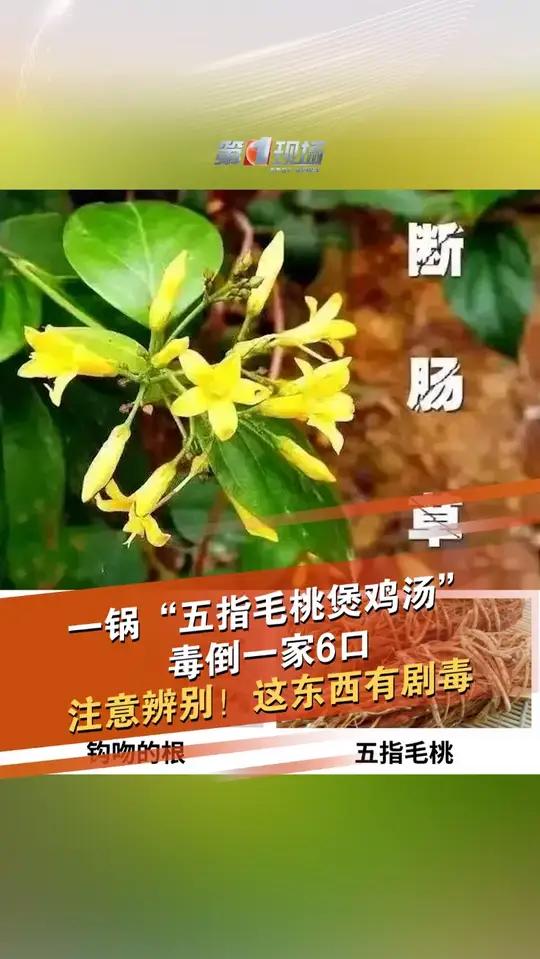 近日,广东佛山一家6口在家中煮了一锅“五指毛桃煲鸡汤”,不料喝下“鸡汤”后1小时左右,全家