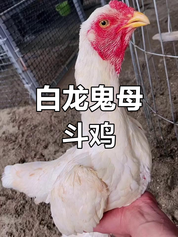 越南极品白龙鬼母,6.6斤重斗鸡下蛋中