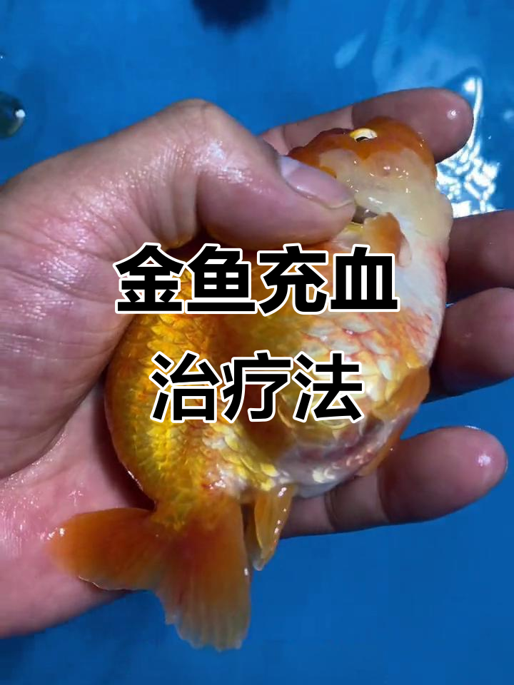 兰寿金鱼体表充血原因及治疗方法
