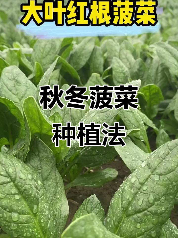 秋天种菠菜,冬季也能吃新鲜,阳台种植轻松过冬!