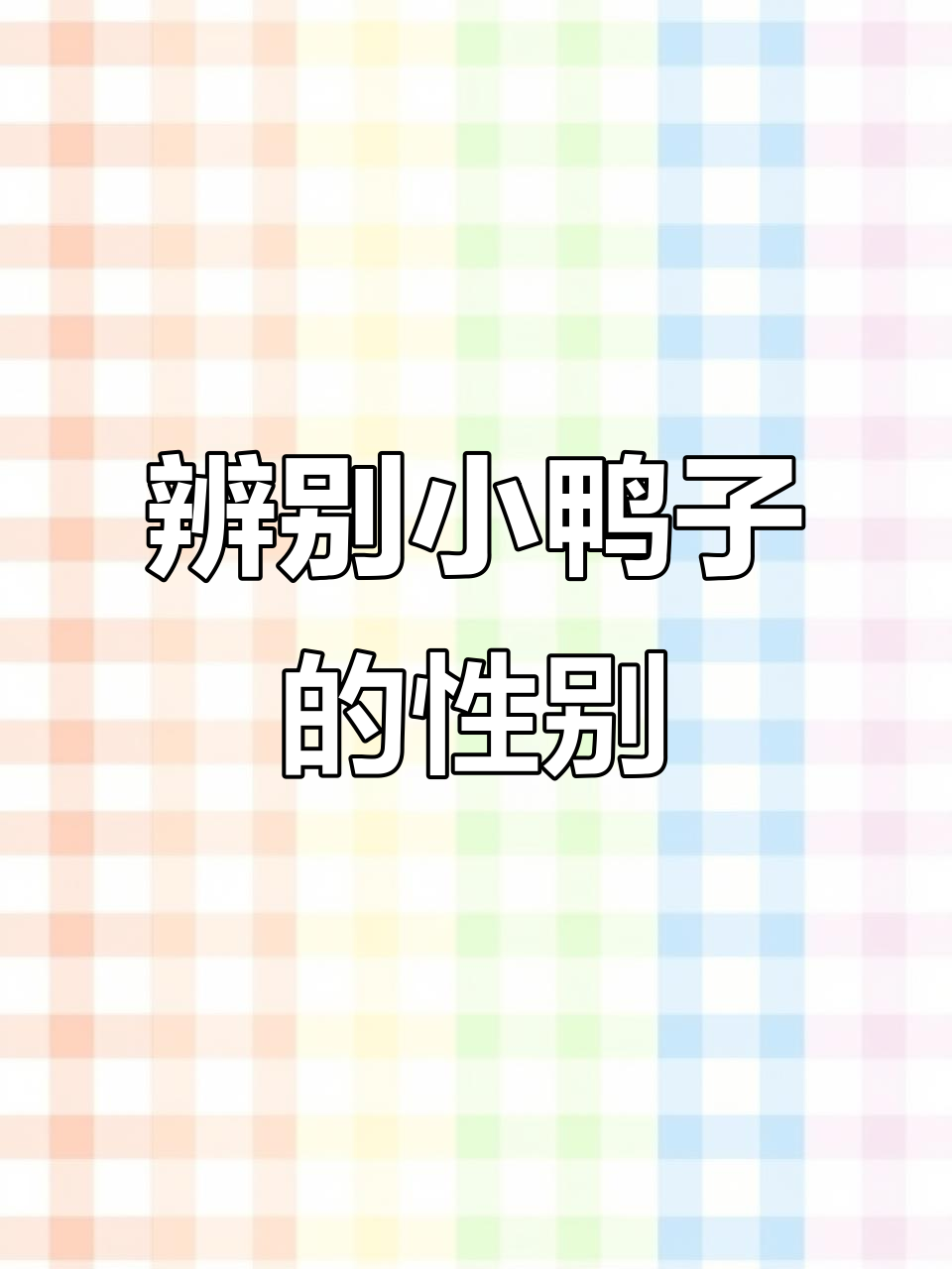 小鸭子公母分辨技巧,翅膀羽翼有玄机