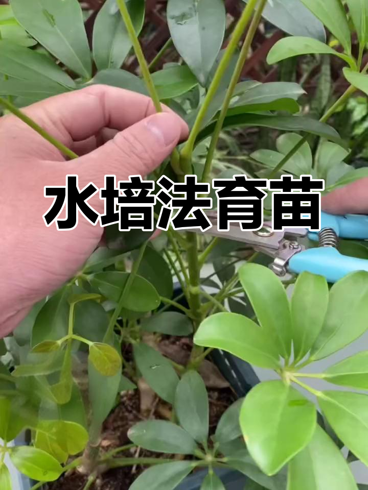鸭掌木扦插快速生根技巧