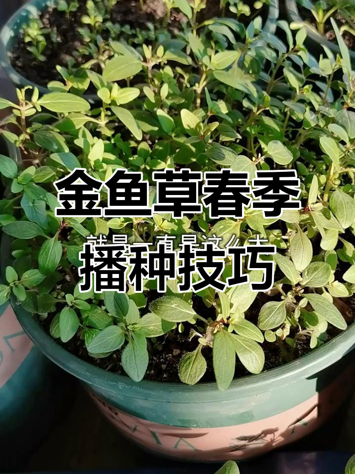 11月寒冬已过,春播金鱼草小苗成长记