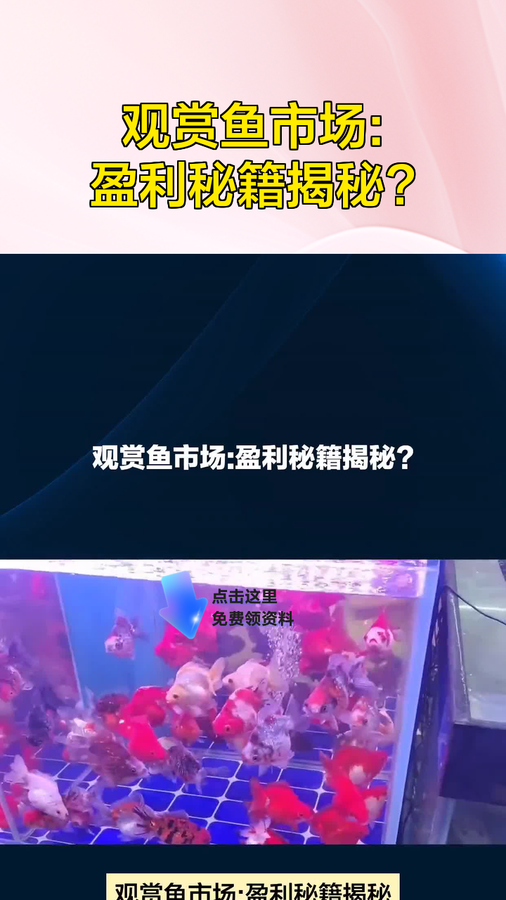 观赏鱼市场:盈利秘籍揭秘?