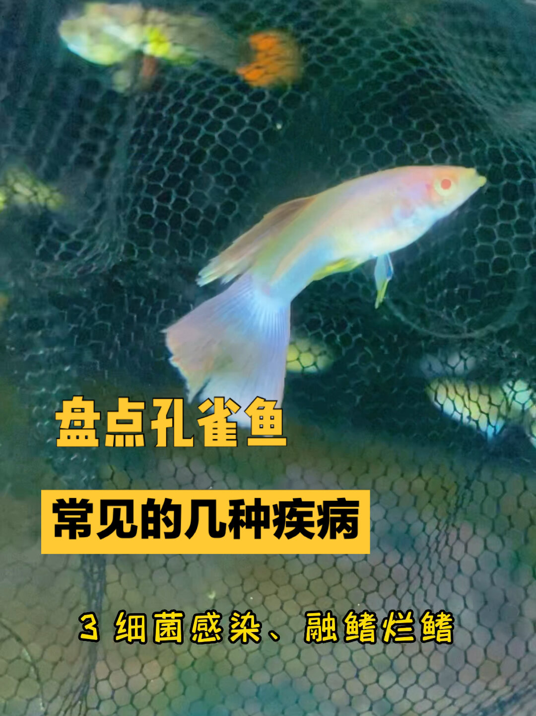 盘点孔雀鱼常见的几种疾病,你都遇到过哪些