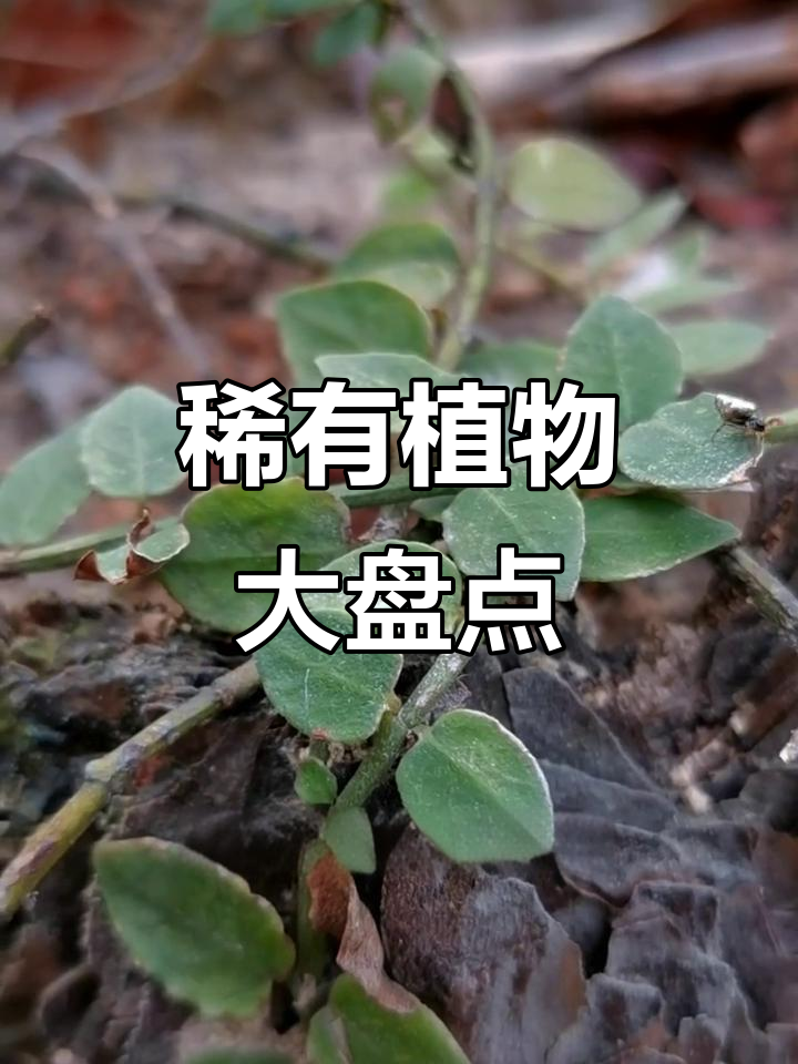 罕见植物大揭秘:两面针、鱼眼草等野外难寻的宝贝