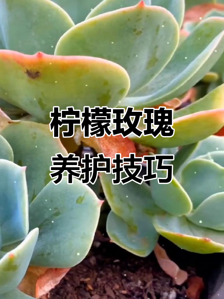 柠檬玫瑰养护全攻略:耐旱不耐寒,光照通风要到位