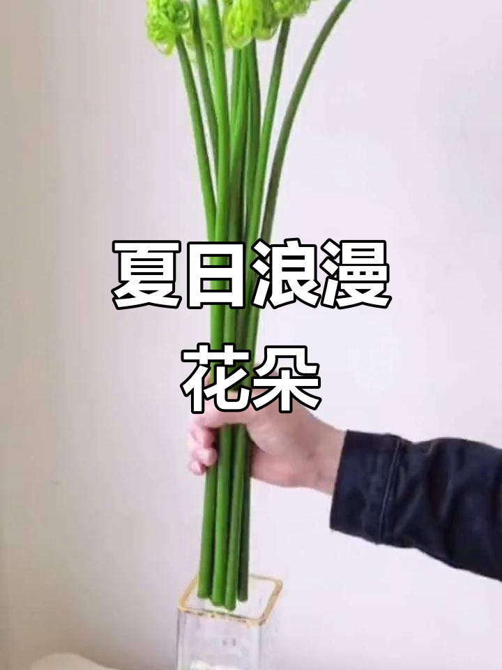 天鹅绒花,夏季浪漫治愈之选,你知道它的秘密吗?