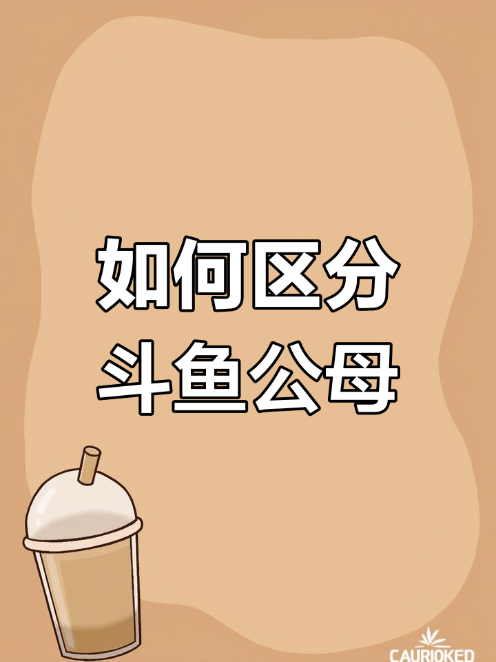 斗鱼公母怎么分辨?尾巴不一定靠谱