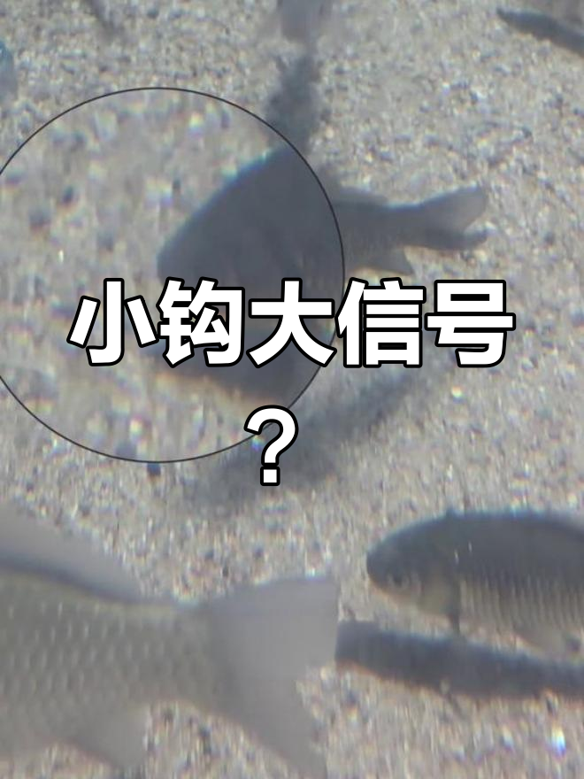 鱼钩大小对浮漂信号的影响