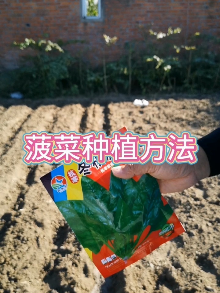 菠菜种植方法
