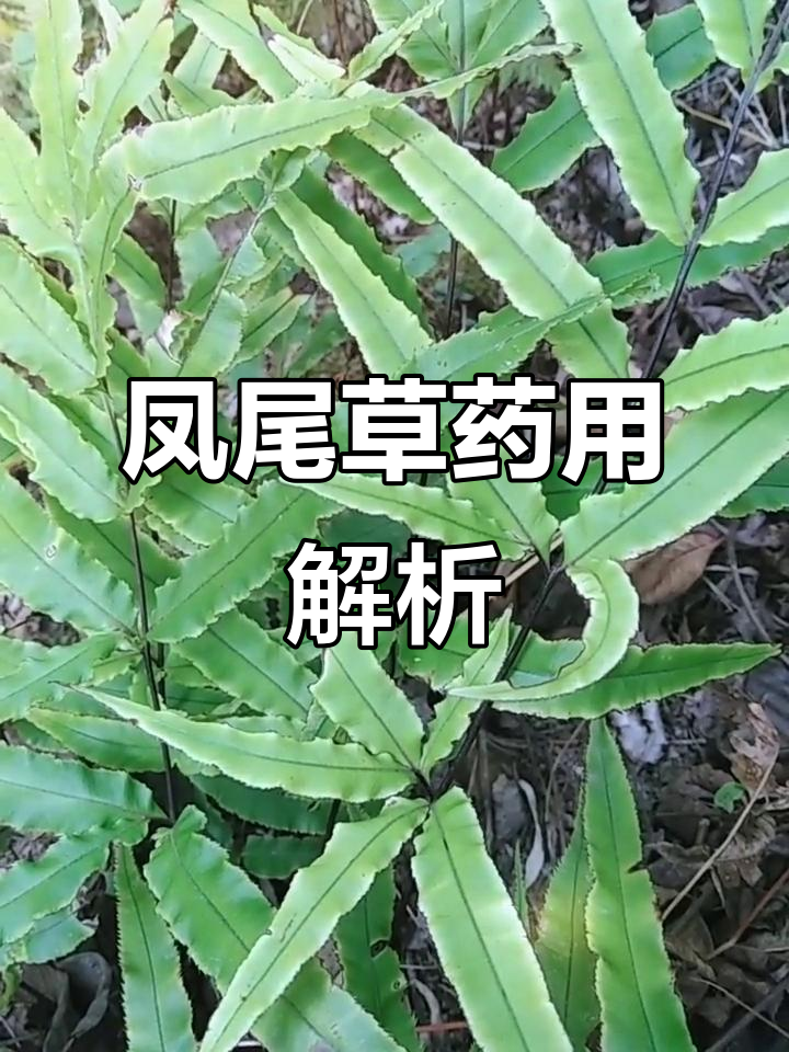 凤尾草的药用功效与使用方法,解毒止血效果显著