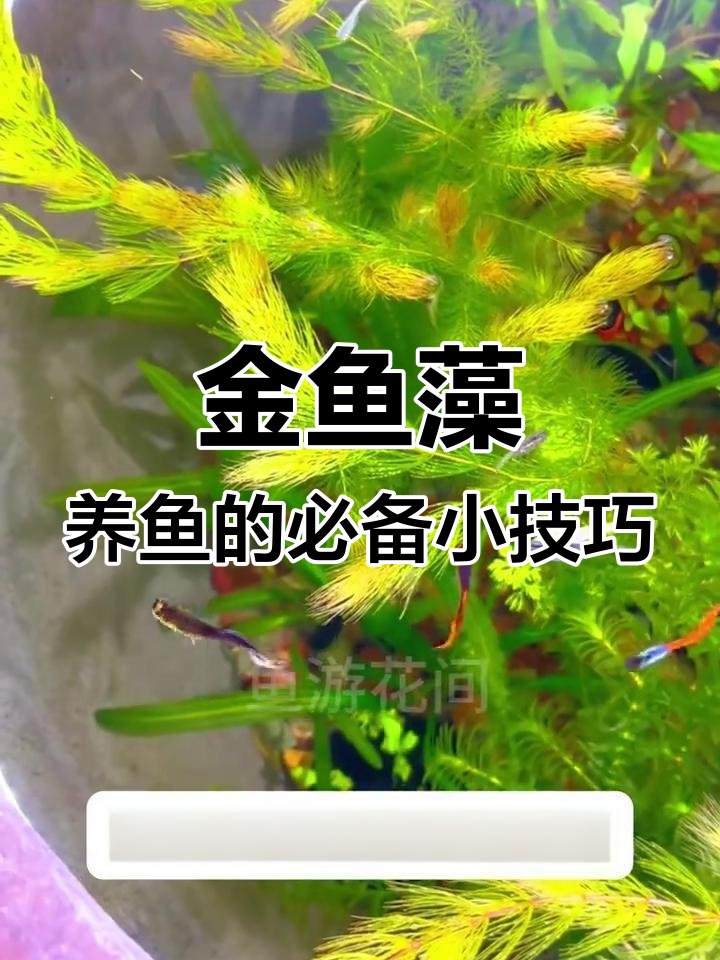 金鱼藻水草:净化水质、保护小鱼的天然良方