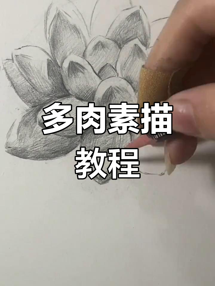 轻松学会画多肉植物