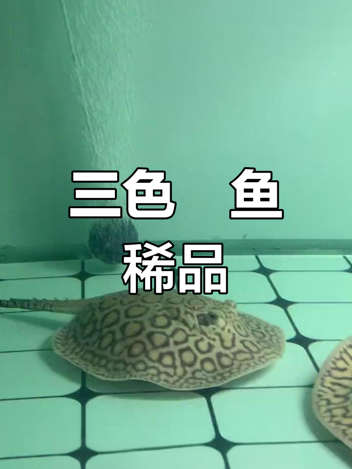 稀有红鱼品种揭秘:三色魟鱼的独特魅力