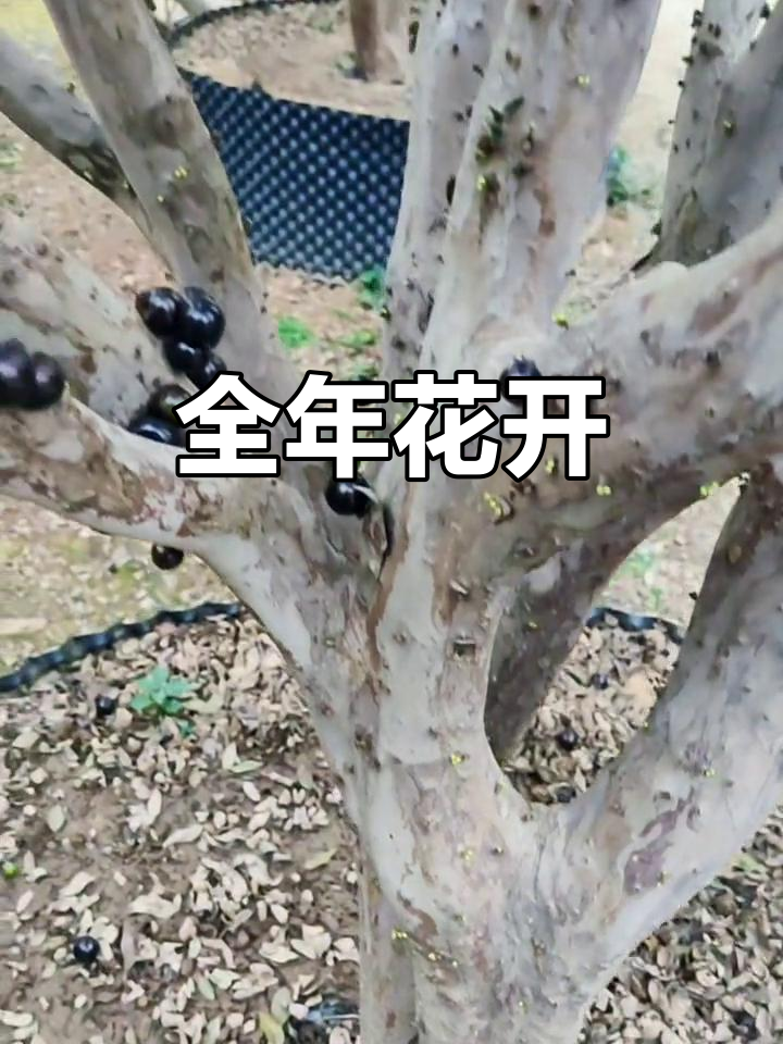 沙巴嘉宝果树全年开花结果,四季如春!