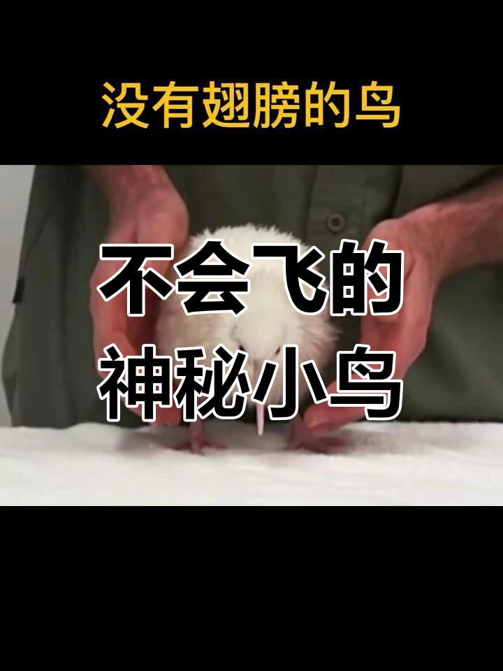 新西兰的神奇鸟类:无翼鸡尾鸟
