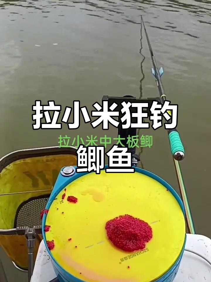 淮宏新河拉小米,钓得鲫鱼又大又多