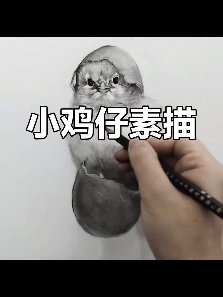 刚出生的小鸡仔,阳光下的可爱瞬间
