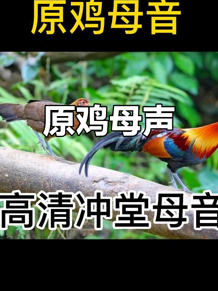 高清原鸡母叫声,大自然的声音