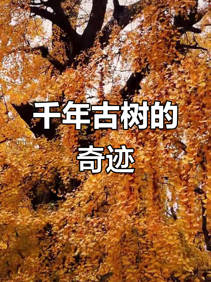 这棵银杏树能念经,敲木鱼,已有两千年历史