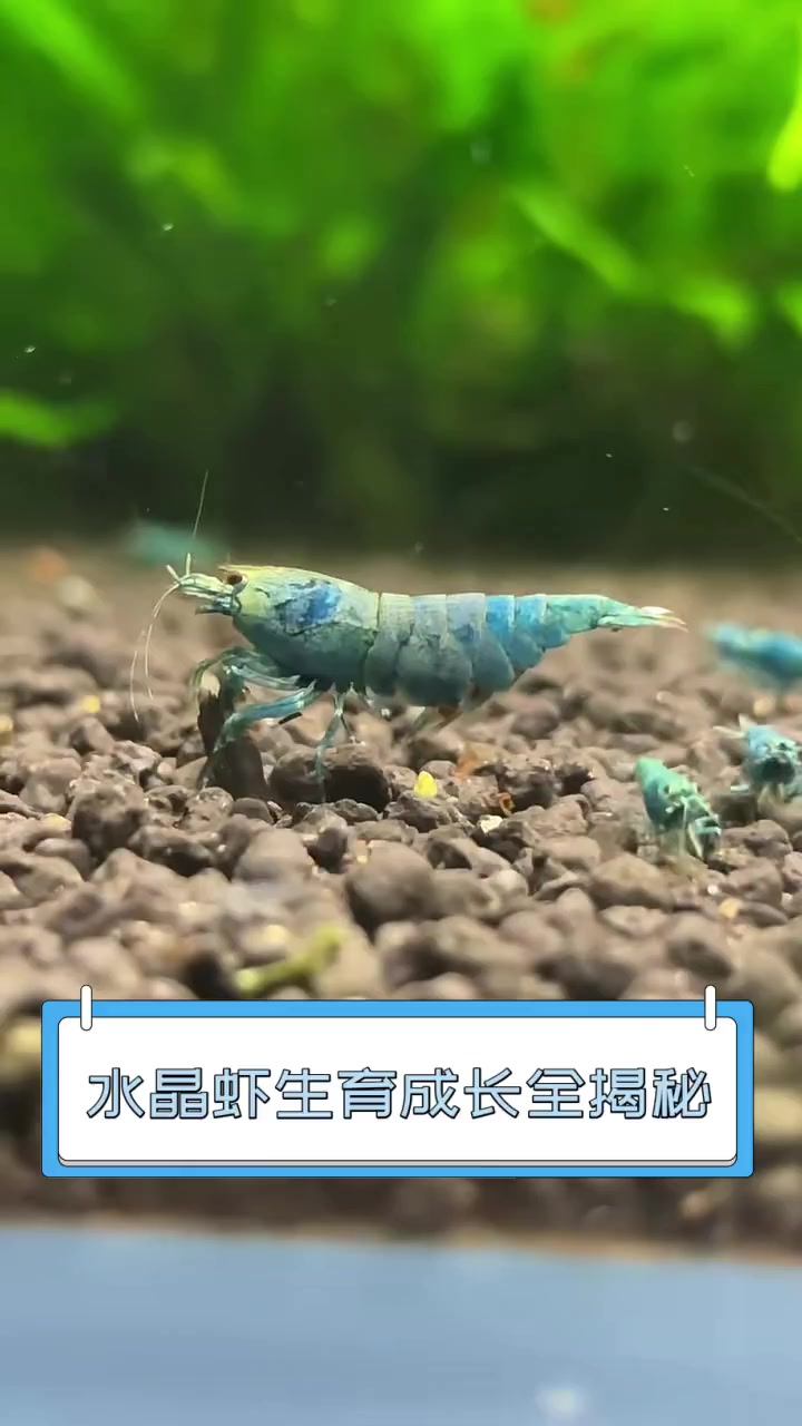 水晶虾生育成长全揭秘