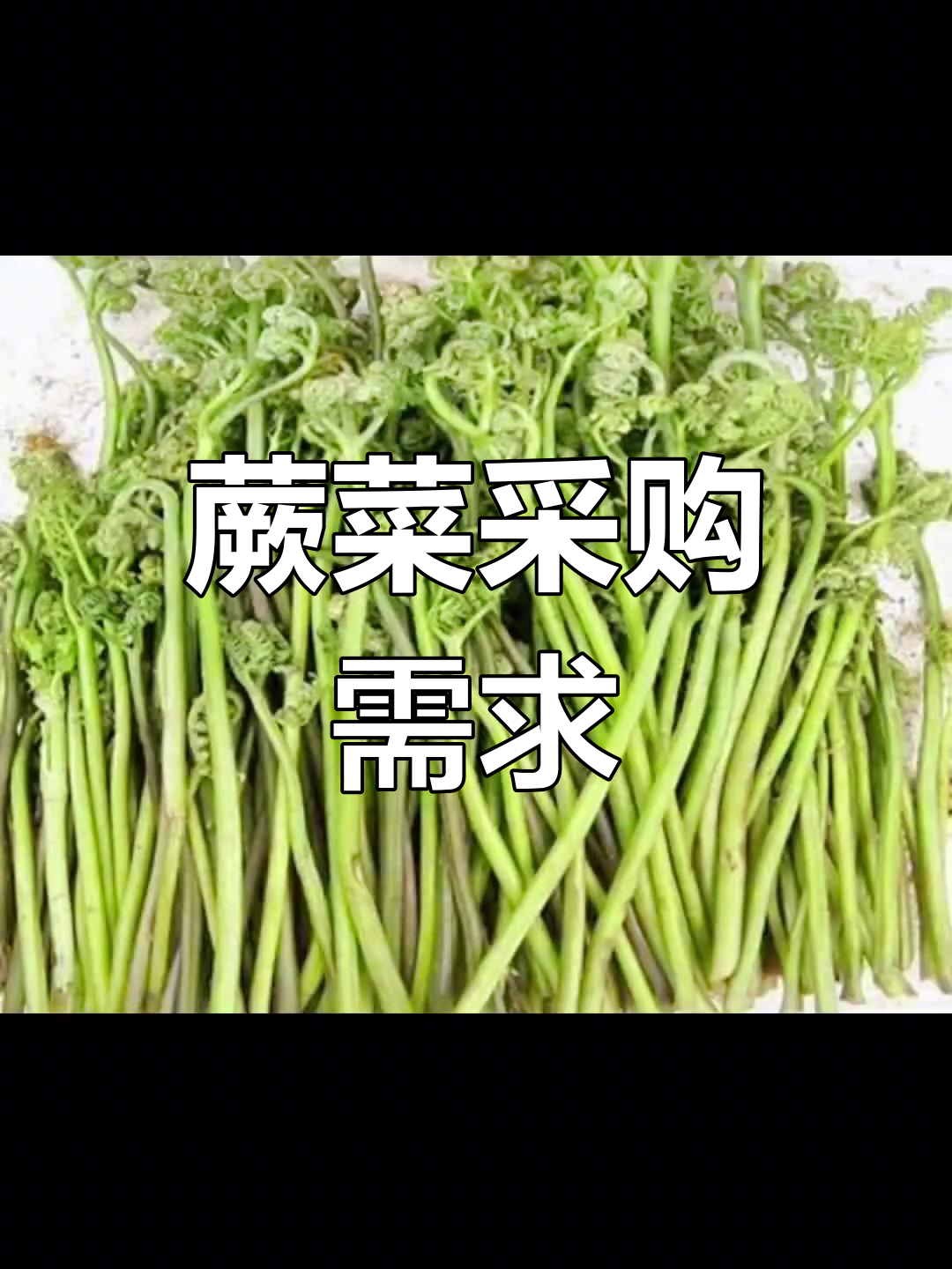 蕨菜大量收购,联系我们获取更多信息