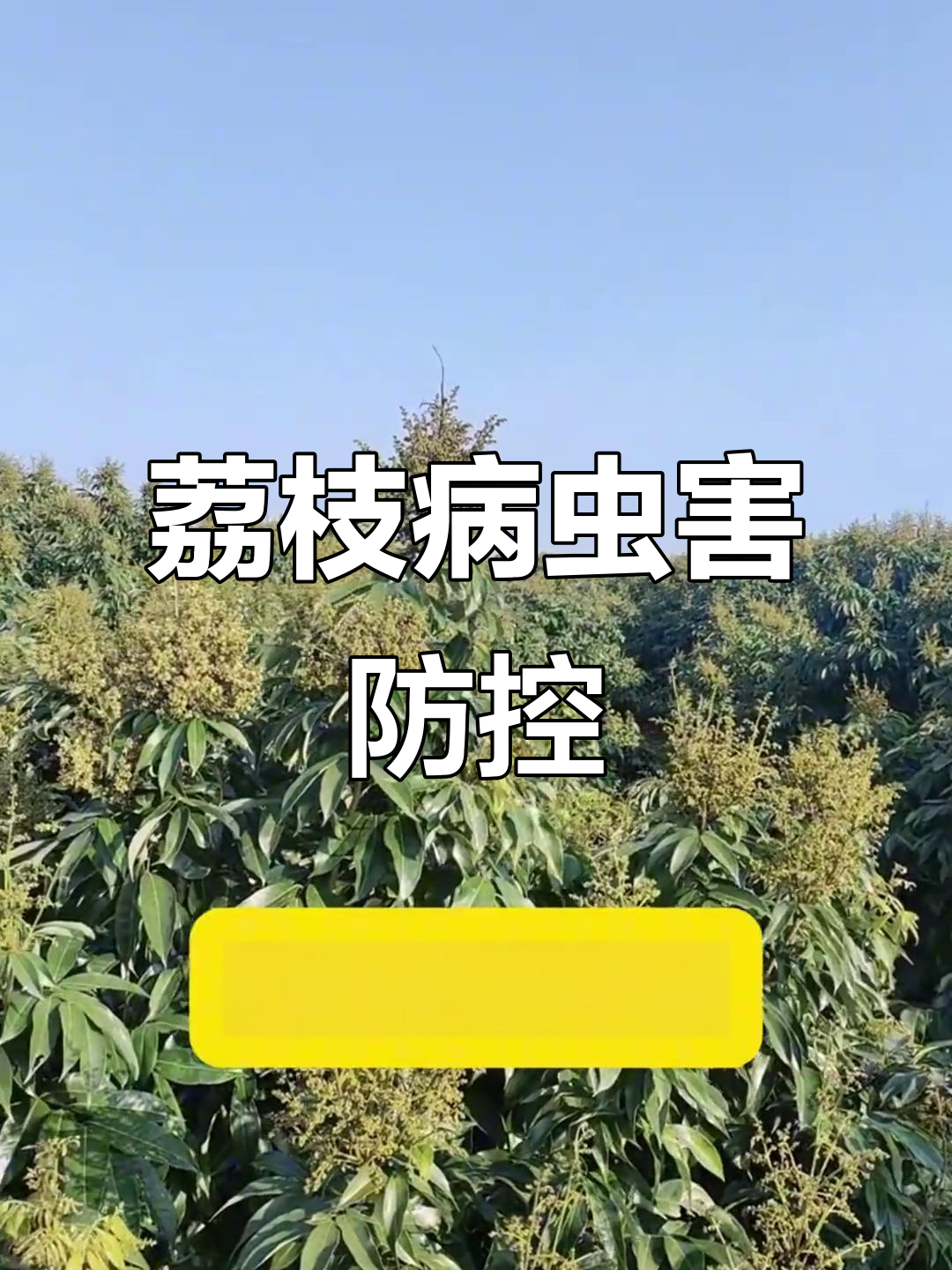 荔枝蝽象与蒂蛀虫防治全攻略,关键时期用药技巧
