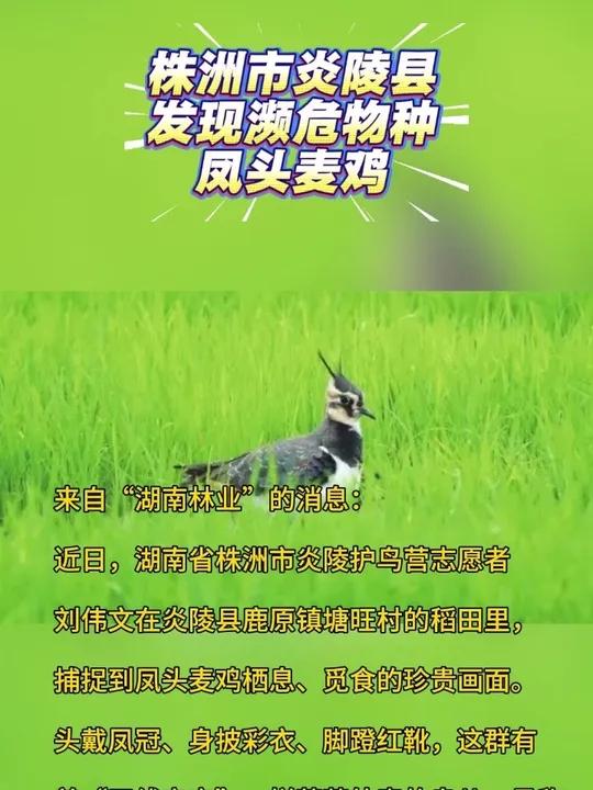 发现萌物！株洲市炎陵县发现濒危物种凤头麦鸡