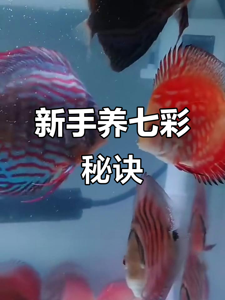 七彩神仙鱼养殖技巧大揭秘,新手必看!