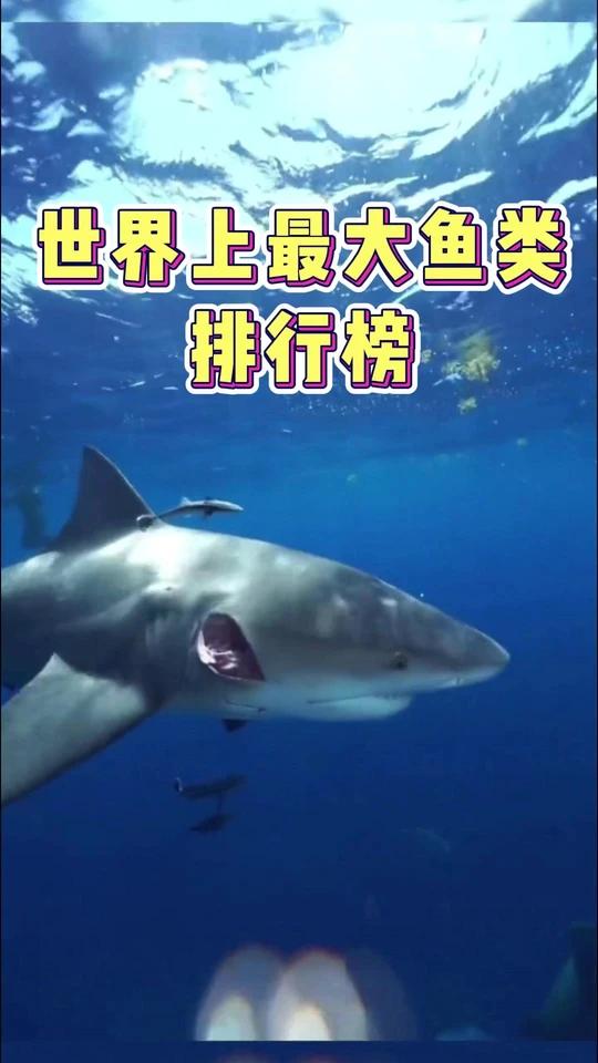 世界上最大鱼类排行榜