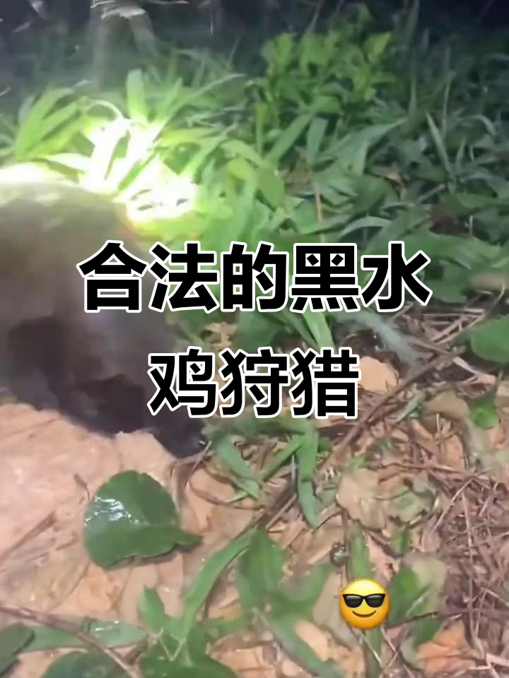 国外合法狩猎与拍摄,黑水鸡叫声大揭秘