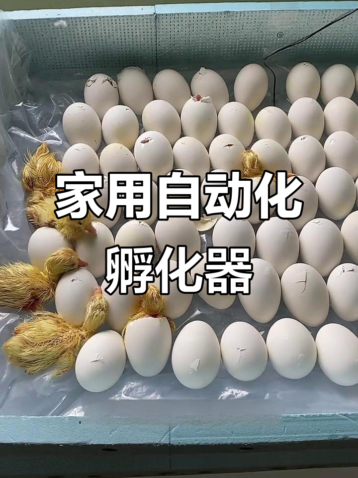 传统孵化与现代科技结合,轻松在家孵小鸡小鸭