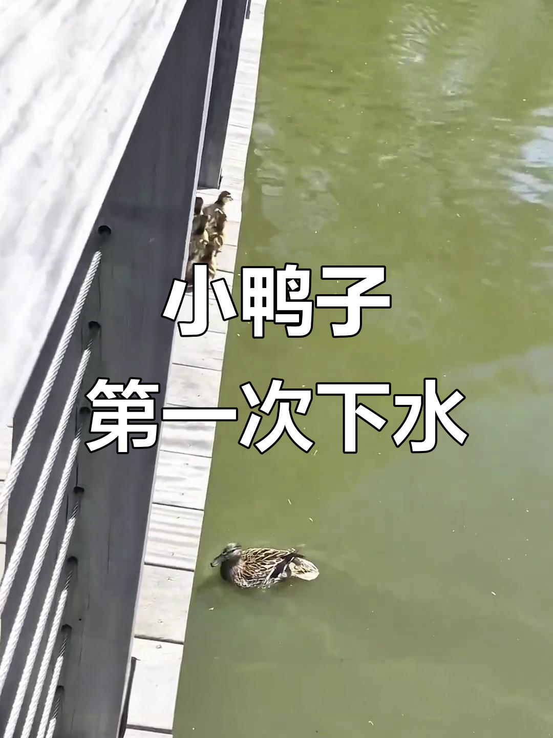 鸭妈妈带小鸭子勇敢跳水,克服恐惧学会游泳