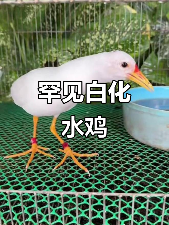 白化白面水鸡:稀有变异品种揭秘