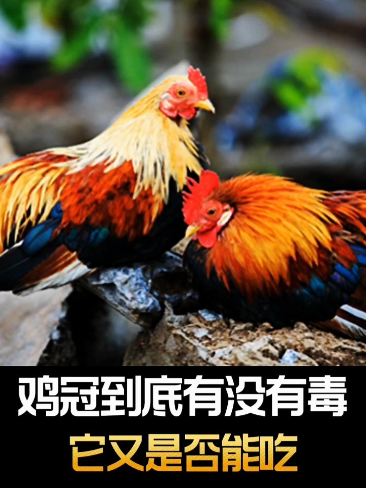 鸡冠到底有没有毒?