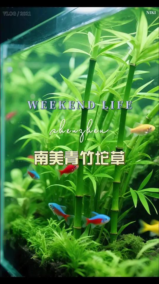 南美青竹水草，让鱼缸秒变海底森林。友友们，想给鱼缸来点新变化吗？试试南美青竹水草吧！它的茎