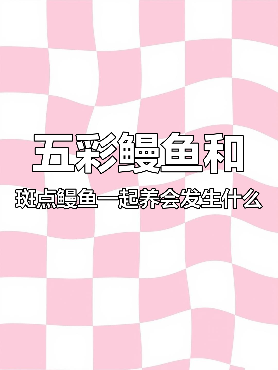 五彩鳗鱼与斑点鳗鱼的混养大作战,性别转换惊呆了!