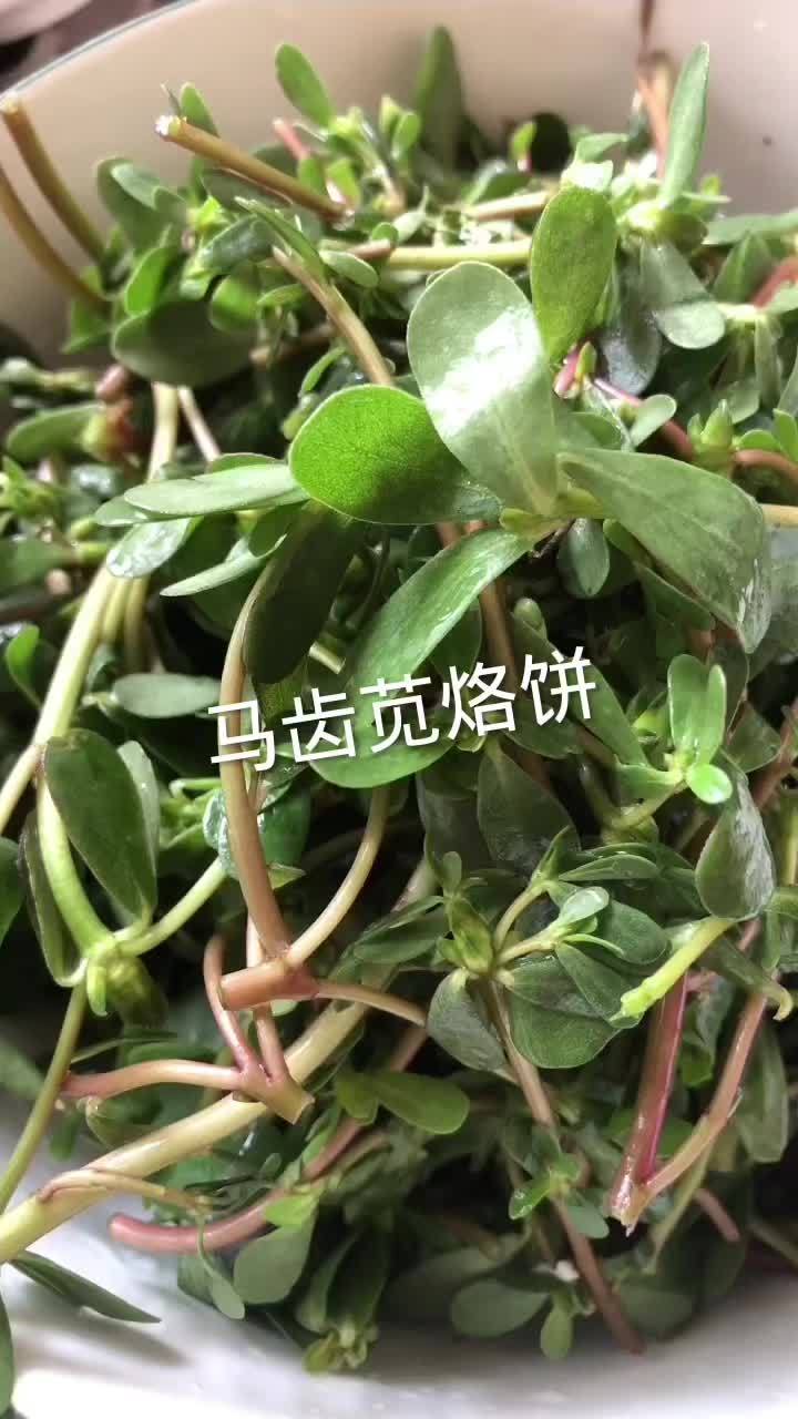 马齿苋烙饼，河南话叫麻子菜，恁那叫啥菜，中午在户外吃，简单烙饼，不敷衍依然是减脂午餐，瘦下