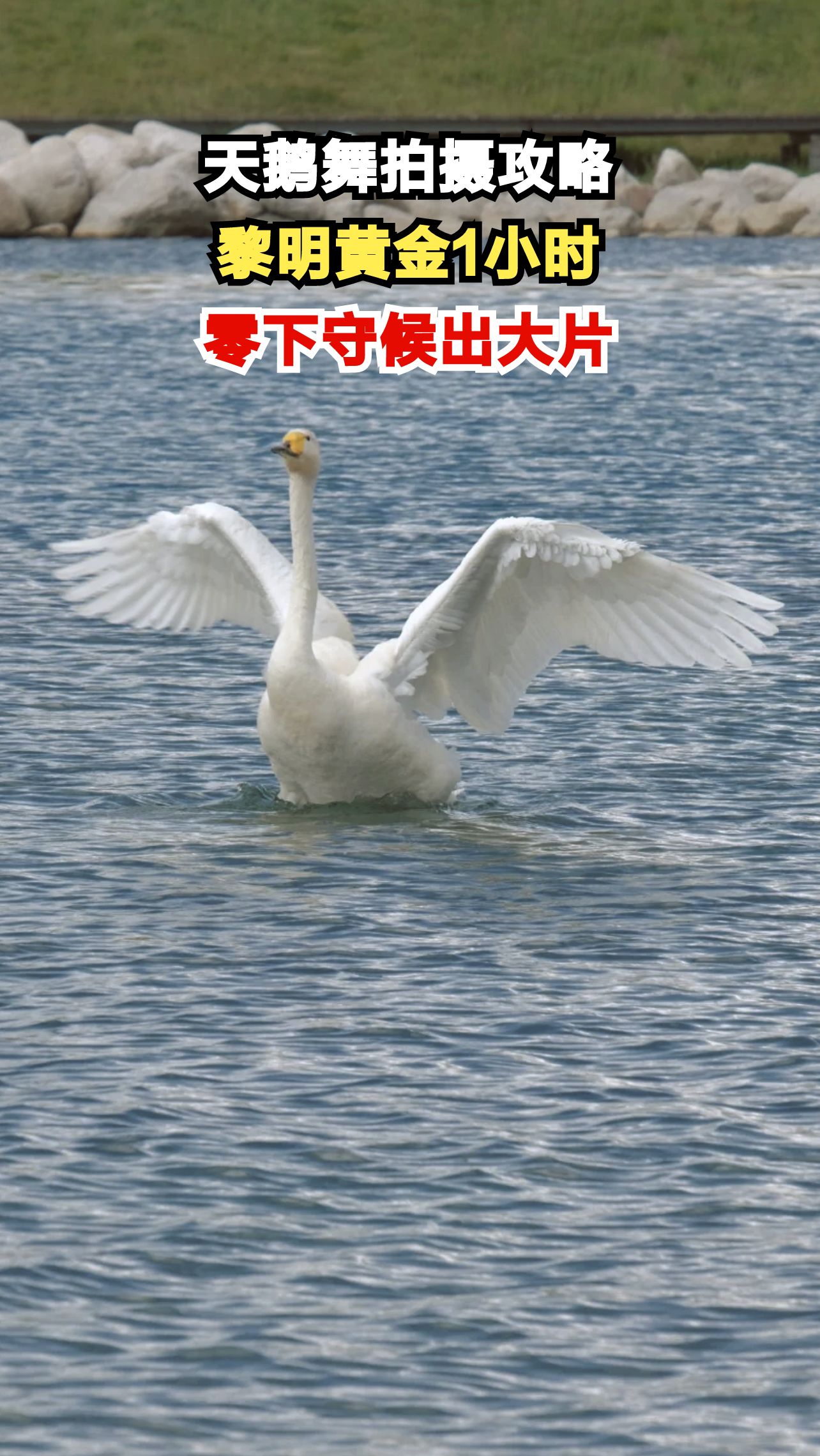零下20度湖边守候3小时，摄影师如何拍出天鹅舞大片？