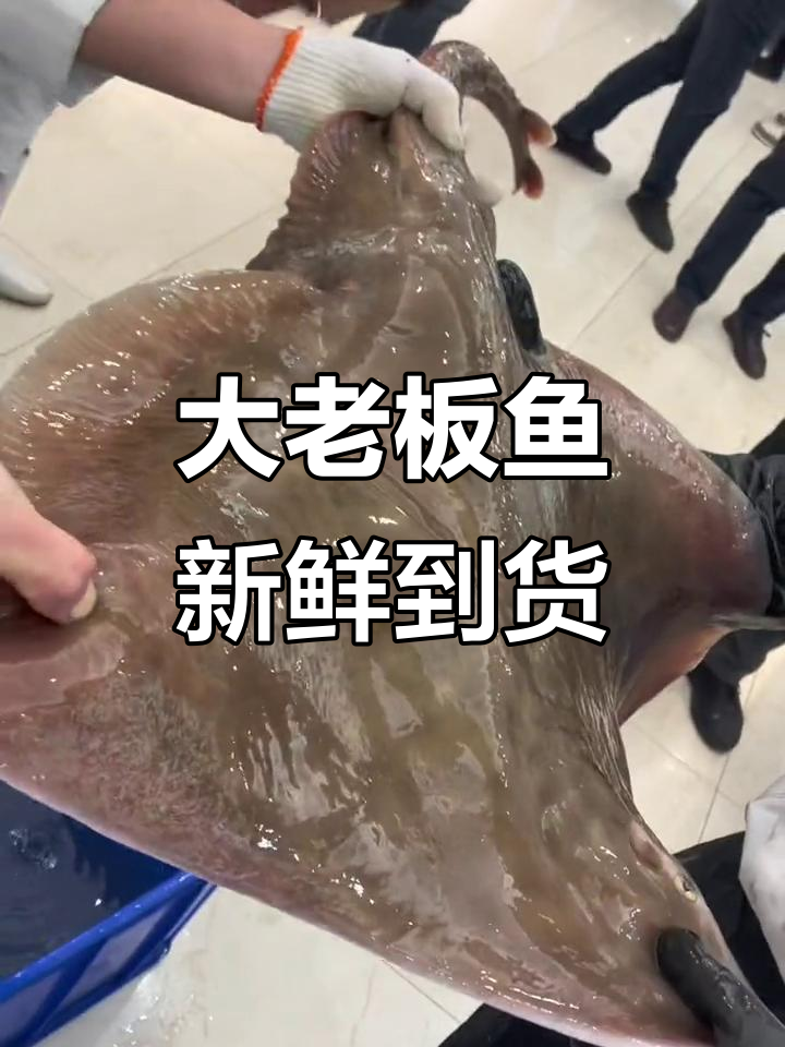 超大老板鱼现身,海鲜大餐等你来尝