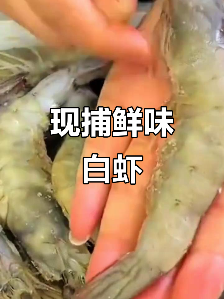 厄瓜多尔白虾,新鲜如现捕!岩冻大虾口感超乎想象