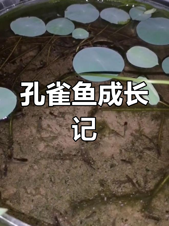 小孔雀鱼10天大,开始吃碎饲料,告别丰年虾啦!