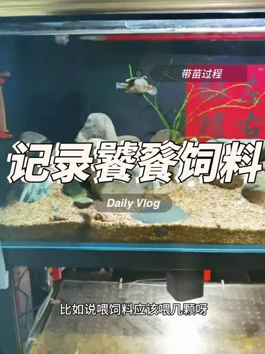 缸里出现了新生命 饕餮饲料带苗记录