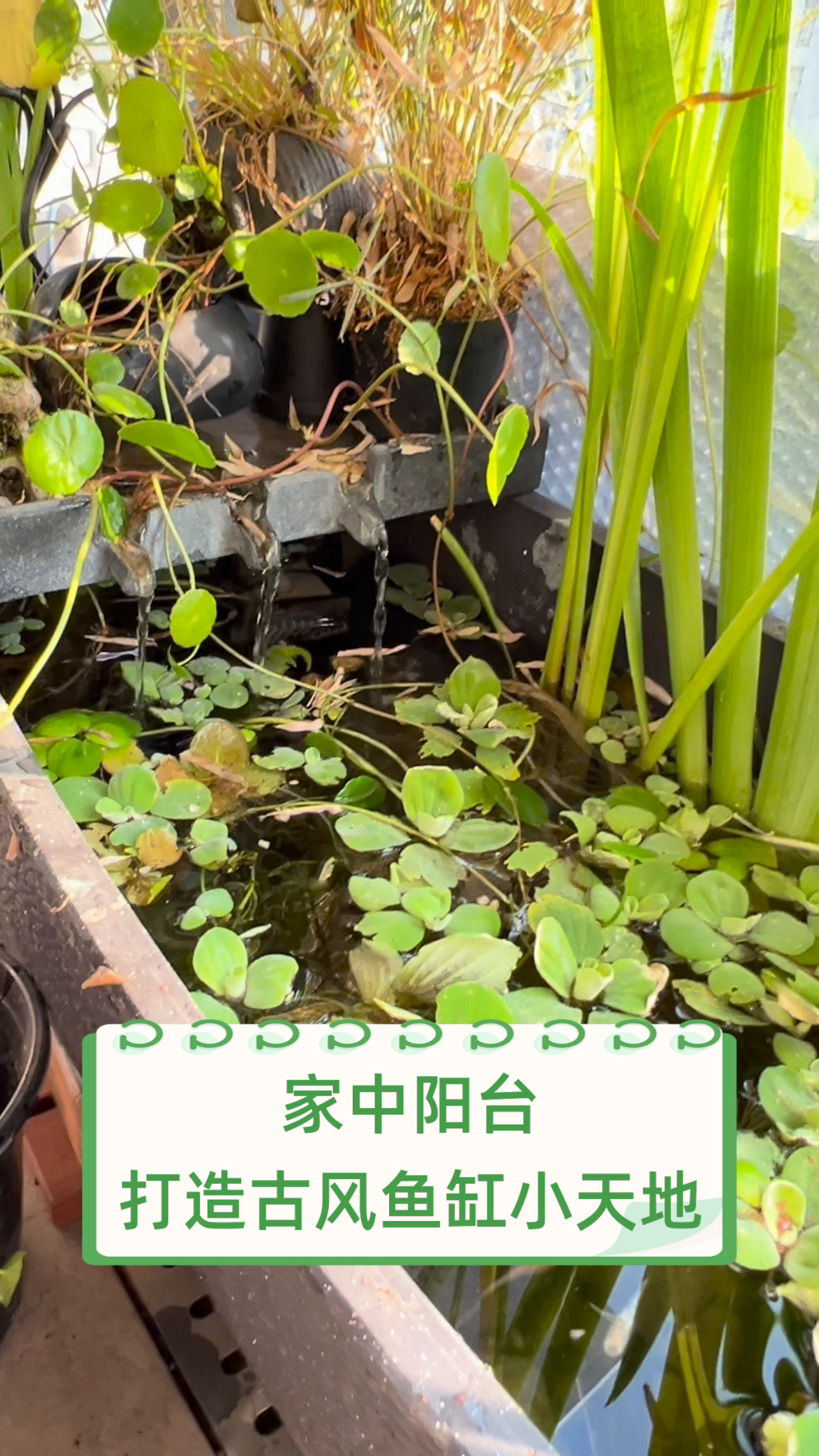 家中阳台,打造古风鱼缸小天地