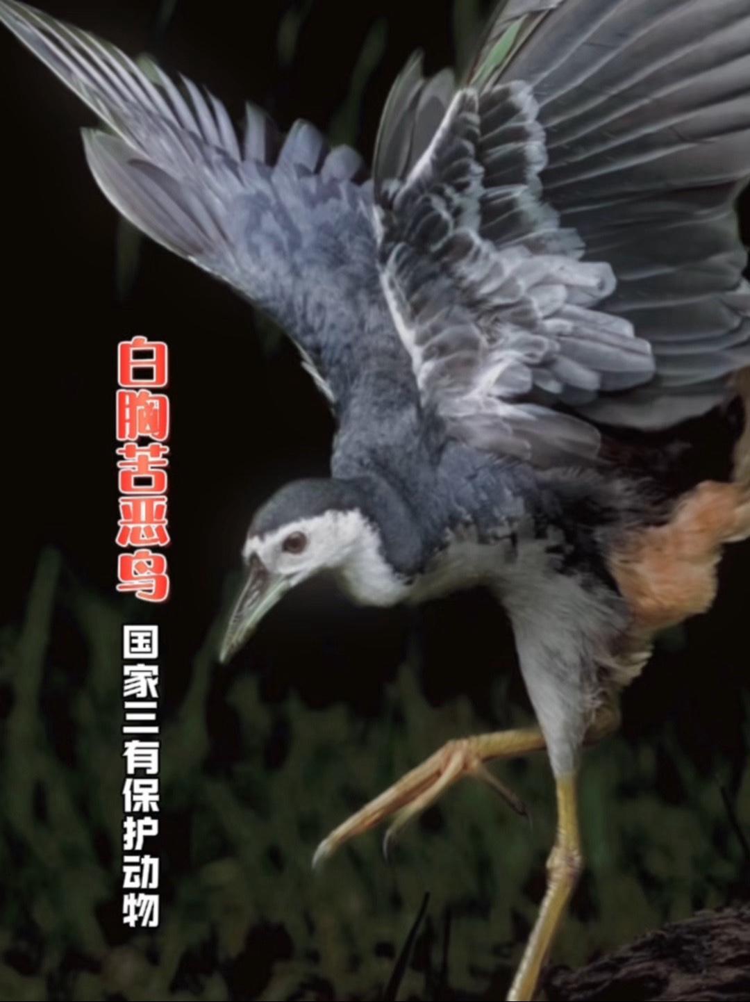 网友救助一只被困的白胸苦恶鸟,惊呼这是“逮虾户”?!野生动物零距离 茶茶野保法宣 海南的网