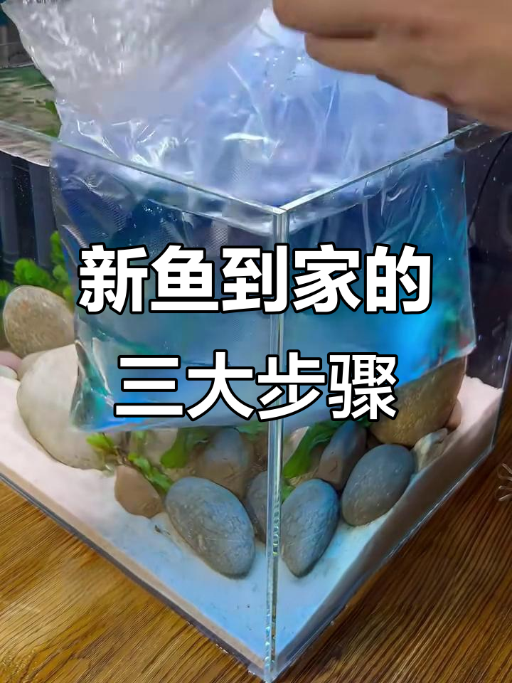 星鱼到家必做三步，避免翻车！