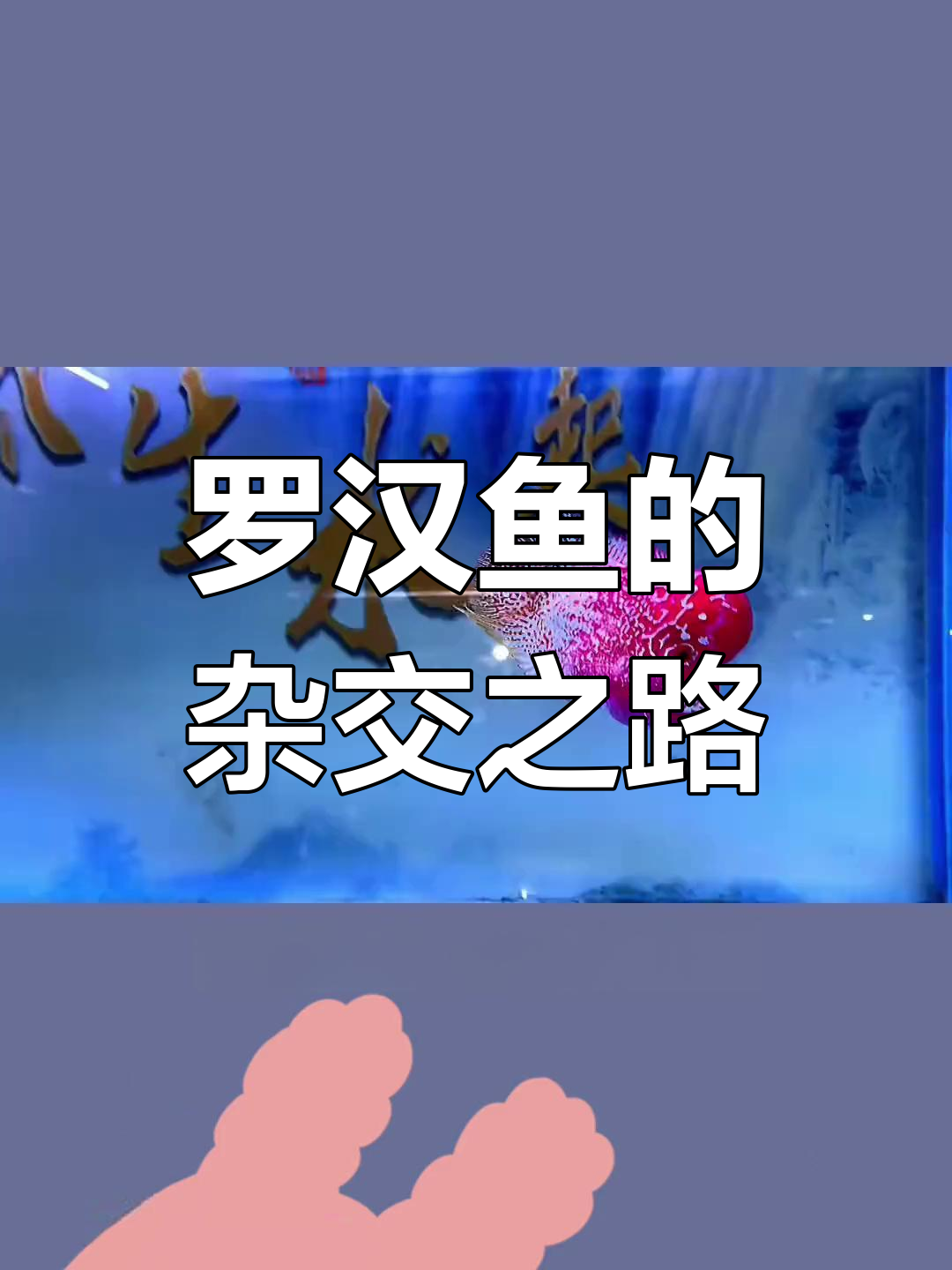 罗汉鱼品种的演变与市场选择:从鸿运到蛇纹
